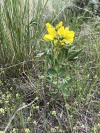 Thermopsis rhombifolia image